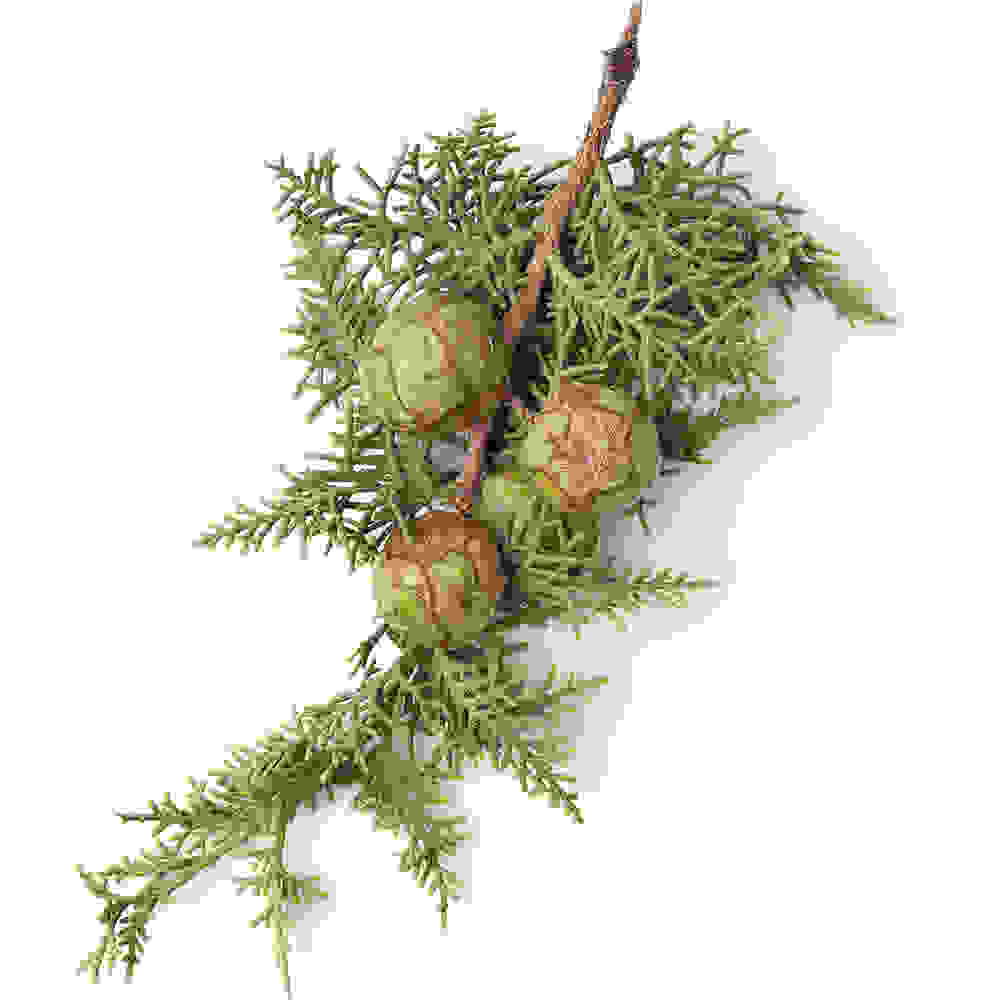 Cypress Leaf Infusion