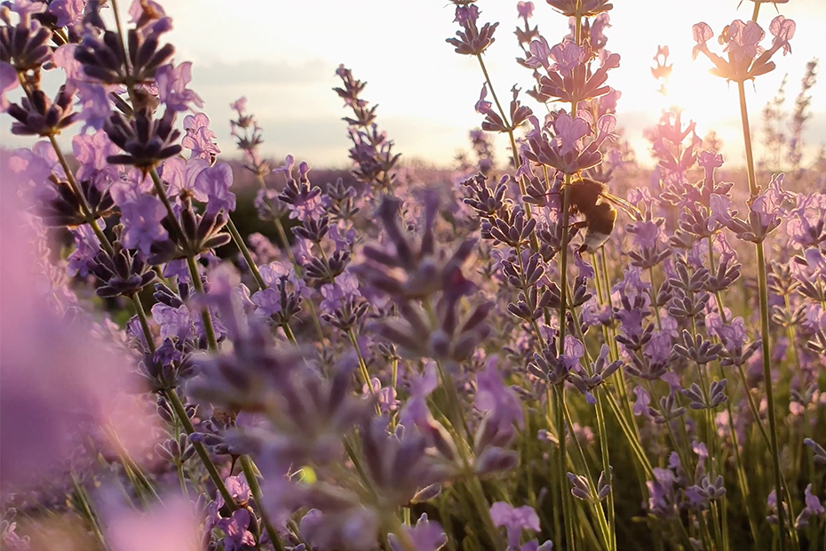 An image of a field of lavender, just at the height of its blossoms with sunlight streaming in over the horizon.