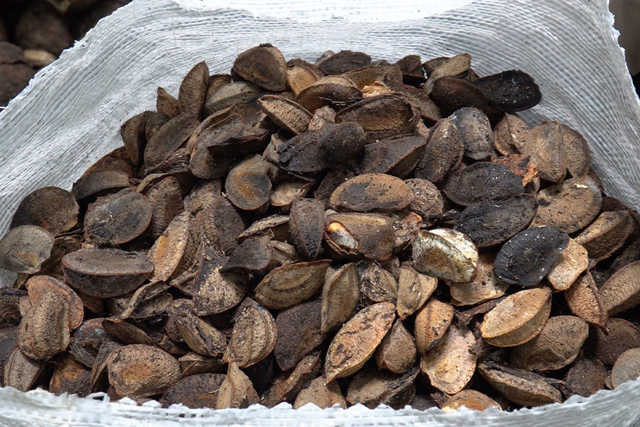 A shot of the inside of a bag, showing hard, unshelled Brazil nuts piled high.