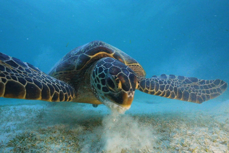 An underwater image of a turtle grazing the plant life along the ocean floor, its fins spread wide as it swims.